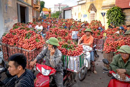 Luc Ngan District, Bac Giang Province, Vietnam - July 10, 2020: Farmers harvest litchi fruits and transport them by motorbike for sale at the marketのeditorial素材