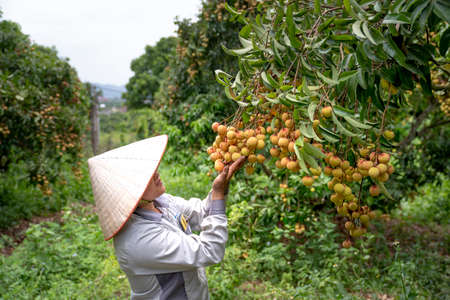 Luc Ngan District, Bac Giang Province, Vietnam - July 10, 2020: Farmers harvest lychee in Luc Ngan District, Bac Giang Province, Vietnamのeditorial素材
