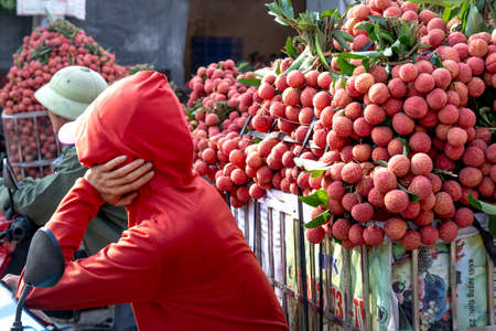 Luc Ngan District, Bac Giang Province, Vietnam - July 10, 2020: Farmers harvest litchi fruits and transport them by motorbike for sale at the marketのeditorial素材