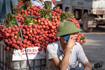 Luc Ngan District, Bac Giang Province, Vietnam - July 10, 2020: Farmers harvest litchi fruits and...