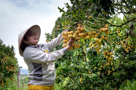Luc Ngan District, Bac Giang Province, Vietnam - July 10, 2020: Farmers harvest lychee in Luc Ngan District, Bac Giang Province, Vietnamのeditorial素材