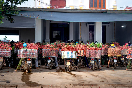 Luc Ngan District, Bac Giang Province, Vietnam - July 10, 2020: Farmers harvest litchi fruits and transport them by motorbike for sale at the marketのeditorial素材