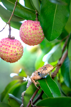 The lychee bunch on the tree