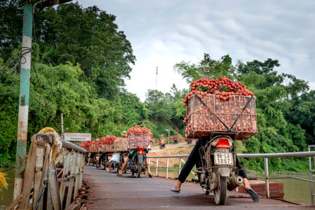 Luc Ngan District, Bac Giang Province, Vietnam - July 10, 2020: Farmers harvest litchi fruits and...