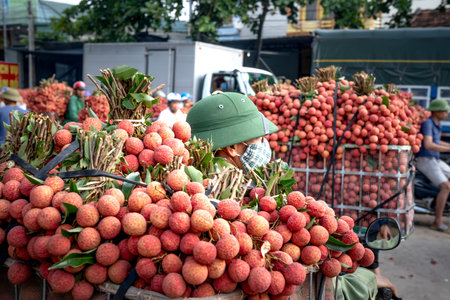 Luc Ngan District, Bac Giang Province, Vietnam - July 10, 2020: Farmers harvest litchi fruits and transport them by motorbike for sale at the marketのeditorial素材