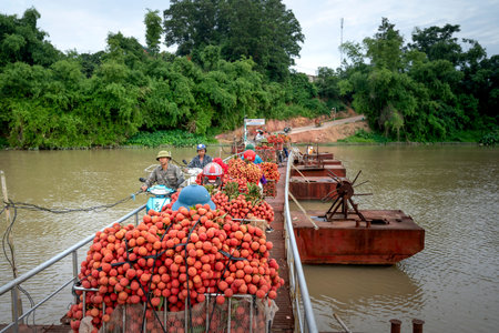 Luc Ngan District, Bac Giang Province, Vietnam - July 10, 2020: Farmers harvest litchi fruits and...