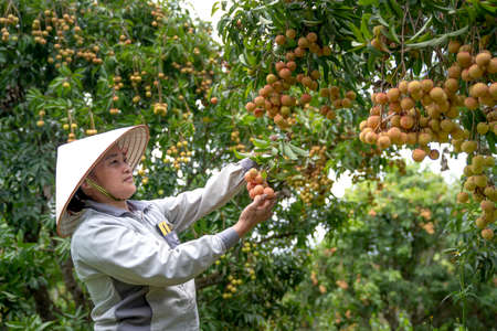 Luc Ngan District, Bac Giang Province, Vietnam - July 10, 2020: Farmers harvest lychee in Luc Ngan District, Bac Giang Province, Vietnamのeditorial素材