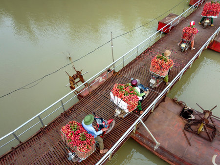 Tong Lenh floating Bridge, Luc Ngan District, Bac Giang Province, Vietnam - July 11, 2020: Farmers harvest litchi fruits and transport them by motorbike for sale. Photos viewed from aboveのeditorial素材