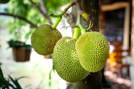 Fruit jackfruit in Mai Chau district, Hoa Binh province, Vietnam