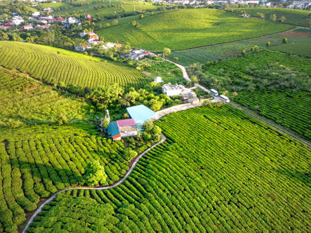 Moc Chau tea hill, Son La province, Vietnam - July 13, 2019: Overview of Moc Chau tea hill in Son La province, Vietnam view from aboveのeditorial素材