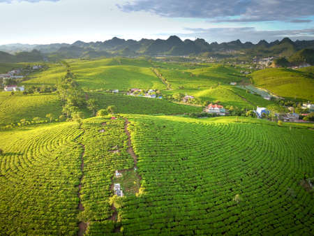 Moc Chau tea hill, Son La province, Vietnam - July 13, 2019: Overview of Moc Chau tea hill in Son La province, Vietnam view from aboveのeditorial素材