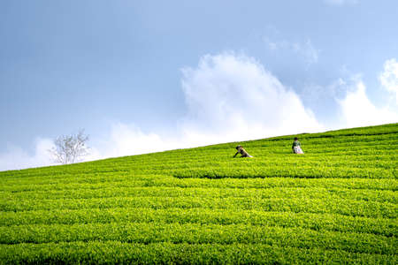 Long Coc Tea Hill, Phu Tho Province, Vietnam - July 29, 2020: An ethnic Muong woman harvesting green tea on Long Coc tea hill, Phu Tho province, Vietnamのeditorial素材
