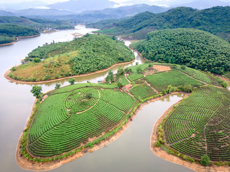 Thanh Chuong tea island, Nghe An province, Vietnam. Famous place for visit. Place with small islands full of tea and lakes around. Located on Ho Chi Minh Road.の写真素材