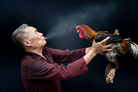 Hung Yen Province, Vietnam - September 16, 2020: a farmer is spraying water soft drinks on the fighting cock in Hung Yen province, Viet Nam.のeditorial素材