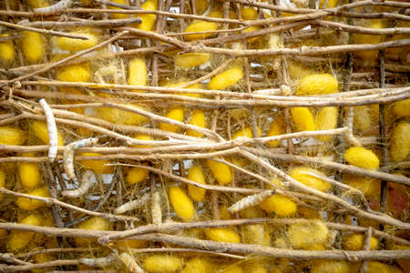 Silk raising for silk threads. Group of silkworm in yellow cocoon stage on weave craft background.の写真素材