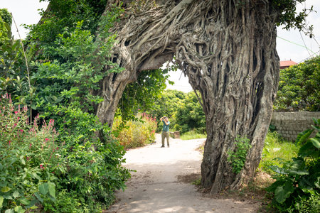 Tan Hung Commune, Tien Lu District, Hung Yen Province, Vietnam - Septembre 16, 2020: Old banyan tree is also the village gate in Tan Hung Commune, Tien Lu District, Hung Yen Province, Vietnamのeditorial素材