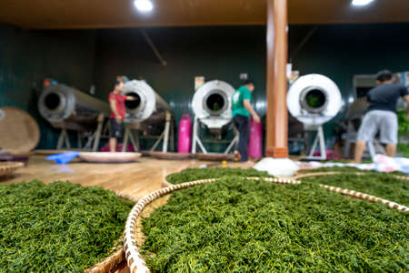 Tea factory Tan Cuong, Thai Nguyen, Vietnam - September 23, 2020: Female workers select the best tea leaves in tea processing in Tan Cuong, Thai Nguyen province, Vietnamのeditorial素材