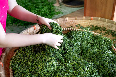 Tea factory Tan Cuong, Thai Nguyen, Vietnam - September 23, 2020: Female workers select the best tea leaves in tea processing in Tan Cuong, Thai Nguyen province, Vietnamのeditorial素材