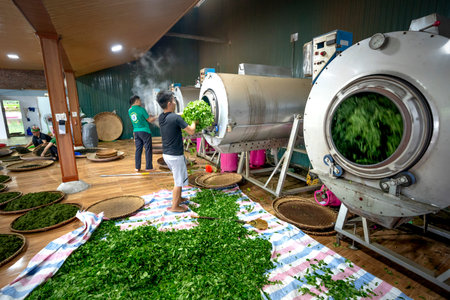 Tea factory Tan Cuong, Thai Nguyen, Vietnam - September 23, 2020: Female workers select the best tea leaves in tea processing in Tan Cuong, Thai Nguyen province, Vietnamのeditorial素材