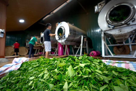 Tea factory Tan Cuong, Thai Nguyen, Vietnam - September 23, 2020: Female workers select the best tea leaves in tea processing in Tan Cuong, Thai Nguyen province, Vietnamのeditorial素材