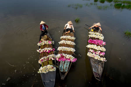 Long An Province, Viet Nam - October 25, 2020: Beautiful images from above: Rural women in Kien Tuong district of Long An province are harvesting water lilies. Water lily is a traditional dish hereのeditorial素材