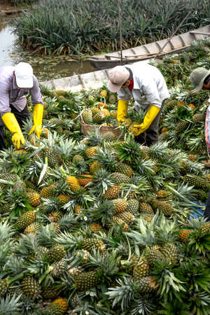 Long An province, Viet Nam - October 25, 2020: Farmers in Long An province are harvesting pineapple fruit in the field.のeditorial素材
