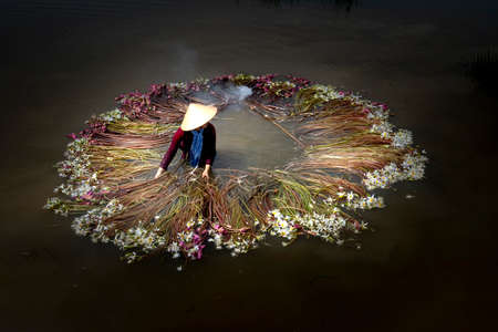 Long An Province, Viet Nam - October 25, 2020: Beautiful image of a rural woman in Kien Tuong district of Long An province rowing a boat to harvest lilies. Water lily is a traditional dish hereのeditorial素材
