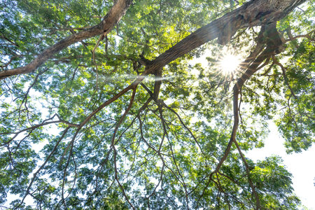 Sunshine through the tall trees of a deciduous forest on a beautiful fall day in forest tropical