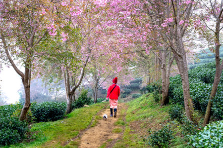 O-Long Tea Hill, Sa Pa, Lao Cai Province, Vietnam - November 30, 2020: A female tourist walks with her pet dog for a walk in the Sakura or cherry tree flowers blossom garden in springのeditorial素材