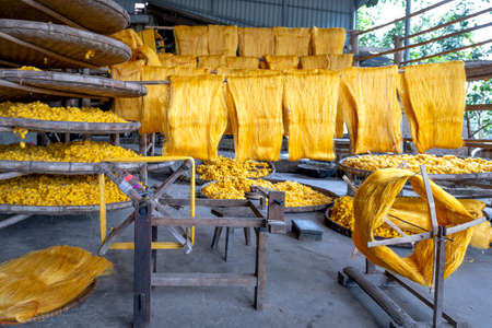 Hong Ly Commune, Thai Binh Province, Vietnam - November 14, 2020: The village of silkworm raising in Hong Ly commune is now famous for its traditional profession, which is silkworm raising and silk nuのeditorial素材