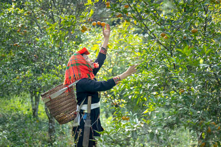 Dong Lam steppe, Huu Lien commune, Huu Lung district, Lang Son province, Vietnam - November 11, 2020: A farmer picks ripe mandarin berries on a farm during harvest seasonのeditorial素材
