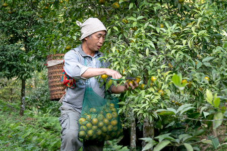 Dong Lam steppe, Huu Lien commune, Huu Lung district, Lang Son province, Vietnam - November 11, 2020: A farmer picks ripe mandarin berries on a farm during harvest seasonのeditorial素材