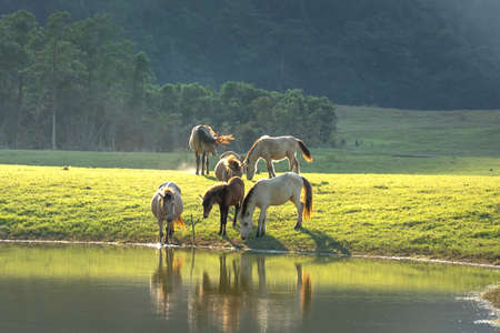 Herd of horses in Huu Lung, Lang Son province, Viet Namの写真素材