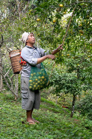 Dong Lam steppe, Huu Lien commune, Huu Lung district, Lang Son province, Vietnam - November 11, 2020: A farmer picks ripe mandarin berries on a farm during harvest seasonのeditorial素材