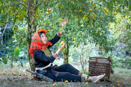 Dong Lam steppe, Huu Lien commune, Huu Lung district, Lang Son province, Vietnam - November 11, 2020: A farmer picks ripe mandarin berries on a farm during harvest seasonのeditorial素材