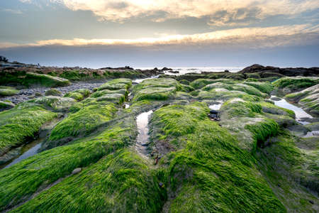 Stone and green moss in Co Thach beach, Binh Thuan, Viet Namの写真素材