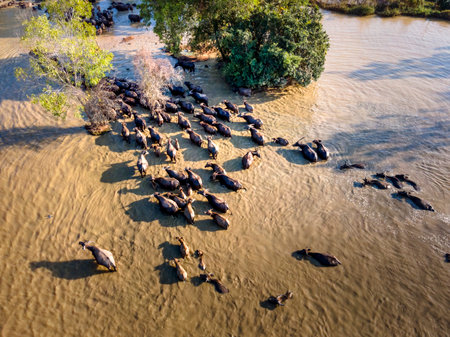 Vietnam Rural Traditional Scene, farmers shepherd boys riding a buffaloes, tending buffaloes herd to go back farmhouse. Organic Farm concept inの写真素材