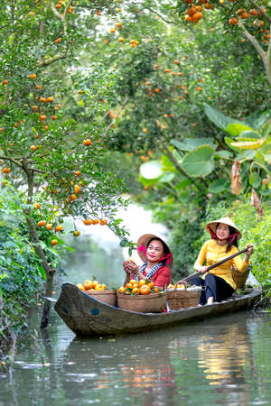 Sa Dec town, Dong Thap province, Vietnam - February 7, 2021: Farmers harvesting tangerine on a boat in Sa Dec town, Dong Thap province, Vietnamのeditorial素材