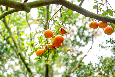 Ripe tangerines on trees, Lai Vung pink mandarin in Dong Thap province, Vietnam country, Mekong...