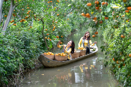 Sa Dec town, Dong Thap province, Vietnam - February 7, 2021: Farmers harvesting tangerine on a boat in Sa Dec town, Dong Thap province, Vietnamのeditorial素材
