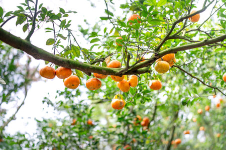 Ripe tangerines on trees, Lai Vung pink mandarin in Dong Thap province, Vietnam country, Mekong...