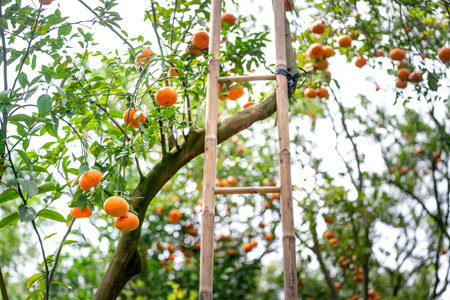 Ripe tangerines on trees, Lai Vung pink mandarin in Dong Thap province, Vietnam country, Mekong...