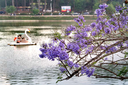 Dalat town, Lam Dong province, Vietnam - March 14, 2021: Jacaranda mimosifolia flowers bloom on Xuan Huong Lake in Da Lat town, Lam Dong province, Vietnam.のeditorial素材