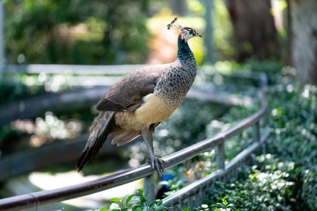 Portrait of a colorful dancing peacock