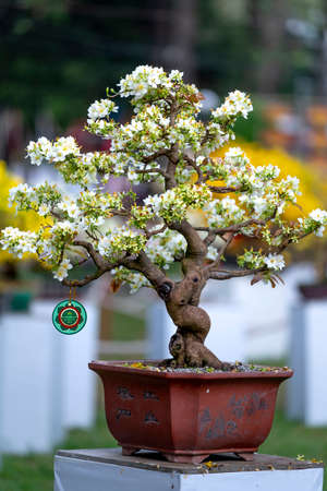 Tao Dan Park, Ho Chi Minh City, Vietnam - February 14, 2021: image of Ochna integerrima - Blooming yellow and white flowers bonsai at a flower contest Tao Dan Park in lunar new year 2021 in HCMC, VNのeditorial素材