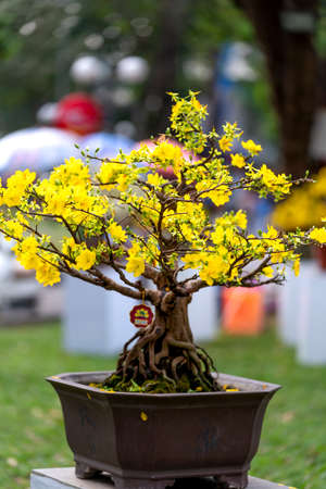 Tao Dan Park, Ho Chi Minh City, Vietnam - February 14, 2021: image of Ochna integerrima - Blooming yellow and white flowers bonsai at a flower contest Tao Dan Park in lunar new year 2021 in HCMC, VNのeditorial素材