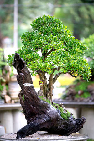 Tao Dan Park, HCM City, Vietnam - February 14, 2021: Pictures of Bonsai pots displayed at a flower contest at Tao Dan Park during the Lunar New Year 2021のeditorial素材