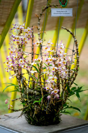 Tao Dan Park, HCM City, Vietnam - February 14, 2021: Dendrobium orchid flowers are displayed at a flower contest in Tao Dan Park during the Lunar New Year 2021のeditorial素材