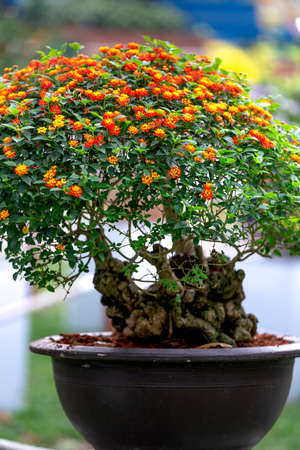 Tao Dan Park, HCM City, Vietnam - February 14, 2021: Pictures of Bonsai pots displayed at a flower contest at Tao Dan Park during the Lunar New Year 2021のeditorial素材