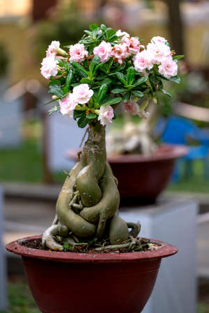Tao Dan Park, HCM City, Vietnam - February 14, 2021: image of adenium flower pots are displayed at a flower contest in Tao Dan Park during the Lunar New Year 2021のeditorial素材